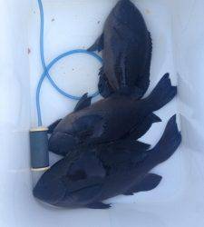 ハシゴ島にてグレ30UP5枚ゲット!