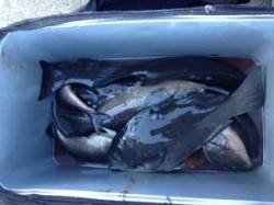 親周辺は釣れてます(^_-)-☆萩尾フカセ…