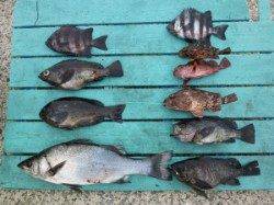 神谷一文字、二人でヒラスズキ含む5目釣り達成！！