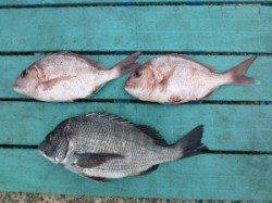 神谷一文字、カゴ釣りでチヌと小ダイの釣果