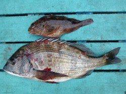 ヒラバエでフカセ釣り、チヌ・ガシラの釣果☆