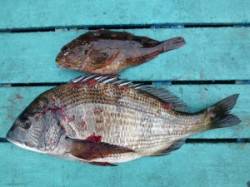 ヒラバエでフカセ釣り、チヌ・ガシラの釣果☆…