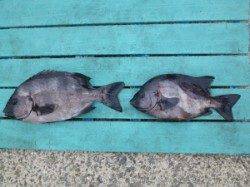 沖一文字外向き、ぶっこみ餌はウニでサンバソウＧＥＴ！