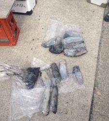 オオ島でヤエンとエギング、3人で18杯の好釣果☆