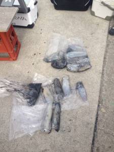 オオ島でヤエンとエギング、3人で18杯の好…