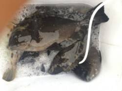 串本東部　湾内の丸島でグレ、カワハギゲット…