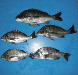 下佐波賀のイカダ、チヌが好調です♪