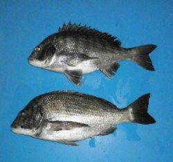 下佐波賀のイカダ、チヌが好調です♪