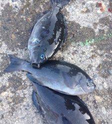 上がり間際に良い潮が入りバタバタと釣れました☆