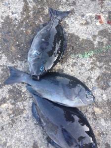 上がり間際に良い潮が入りバタバタと釣れました☆