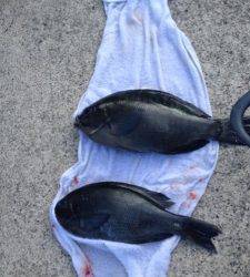 コレバイでグレ狙いでフカセ！昨日も今日も釣ってきました☆　