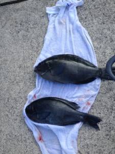 コレバイでグレ狙いでフカセ！昨日も今日も釣…