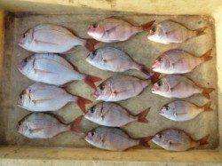 神谷沖一文字、カゴ釣りでチャリコの数釣り！