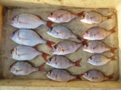 神谷沖一文字、カゴ釣りでチャリコの数釣り！…