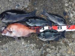 カナトコでフカセ釣り★グレ6匹に立派なマダ…