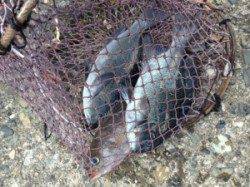 カナトコでフカセ釣り★グレ6匹に立派なマダイも！