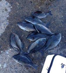 勝負は昼まで！良型グレも！萩尾でフカセ釣り