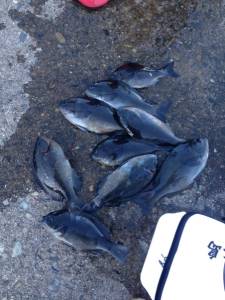 勝負は昼まで！良型グレも！萩尾でフカセ釣り…