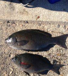 勝負は昼まで！良型グレも！萩尾でフカセ釣り