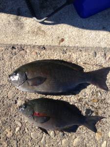 勝負は昼まで！良型グレも！萩尾でフカセ釣り