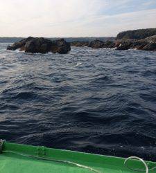 アシカでフカセ釣り、潮がいってるときにバタバタとグレゲット！