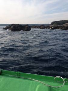 アシカでフカセ釣り、潮がいってるときにバタバタとグレゲット！