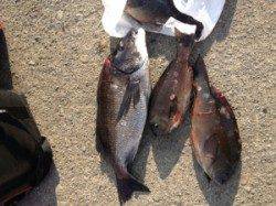 双子の親、珍しく52cmの年無し上がりました☆