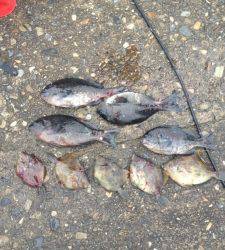 今日はグレ少なめでした…双子の親でフカセ