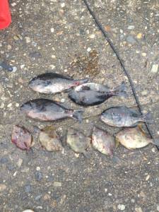 今日はグレ少なめでした...双子の親でフカ…