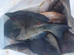 波と風がきつい中グレ、イサギ釣れました(^…