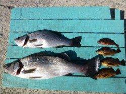 神谷一文字、フカセでヒラスズキ釣れています♪