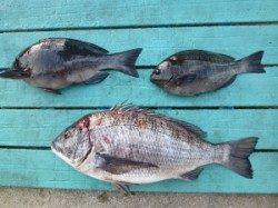 ヒラバエでオキアミフカセ、年無しでました！