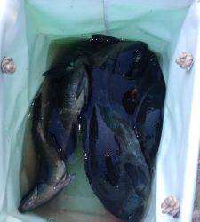 串本の磯 フカセでグレの釣果