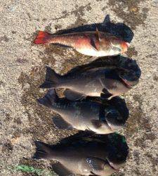 串本の磯 フカセでグレの釣果