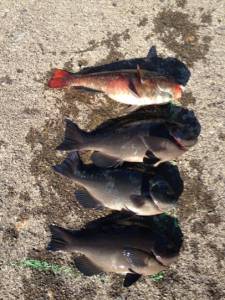 串本の磯 フカセでグレの釣果