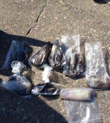 串本の磯 ヤエン＆エギングでアオリ10パイ