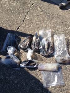 串本の磯 ヤエン＆エギングでアオリ10パイ…