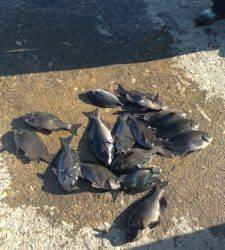 武八でグレ大漁です(#^.^#)萩尾フカセ釣果