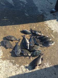 武八でグレ大漁です(#^.^#)萩尾フカセ…