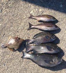 武八でグレ大漁です(#^.^#)萩尾フカセ釣果