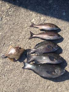 武八でグレ大漁です(#^.^#)萩尾フカセ釣果