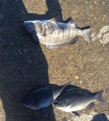 沖の長島で珍しくチヌが上がりました