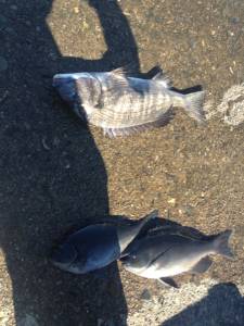 沖の長島で珍しくチヌが上がりました