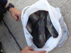 今回の釣行は良く釣れましたねヽ(^o^)丿