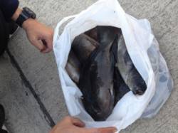 今回の釣行は良く釣れましたねヽ(^o^)丿…