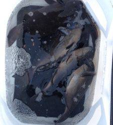 今回の釣行は良く釣れましたねヽ(^o^)丿