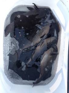 今回の釣行は良く釣れましたねヽ(^o^)丿