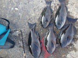 辛抱してグレゲット！尾長も混じっていました！