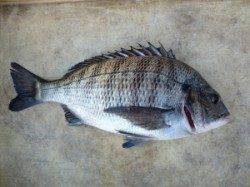 ヒラバエでのフカセ釣果、チヌ 36㎝