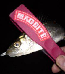 兵庫突堤 ウキ釣り＆メバリングでタチウオ＆チーバス